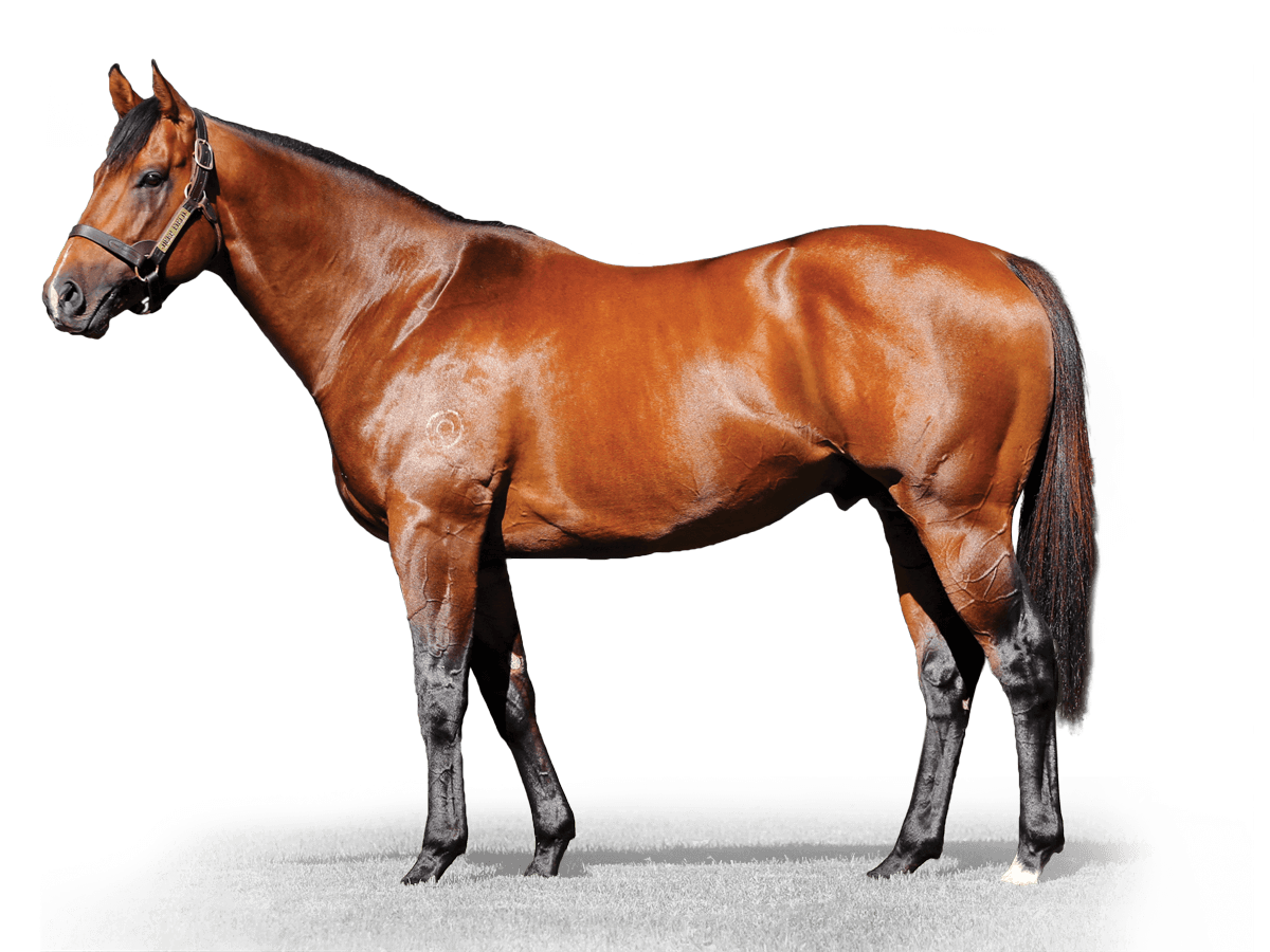 Home Newgate Stud Farm