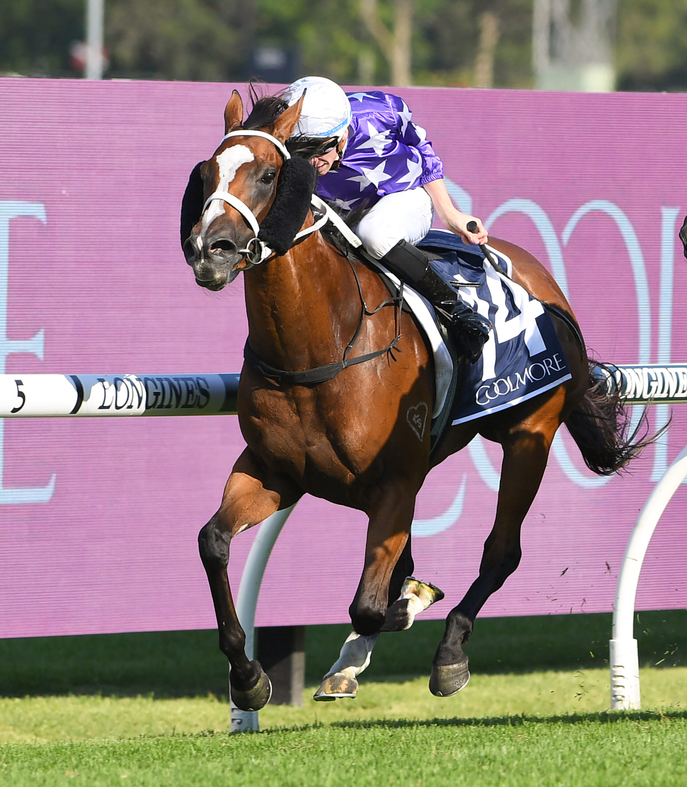 ESPIONA - WINNER OF THE GROUP 1 COOLMORE CLASSIC, GROUP 2 GOLDEN PENDANT & 2-TIME GROUP 3 & LISTED WINNER