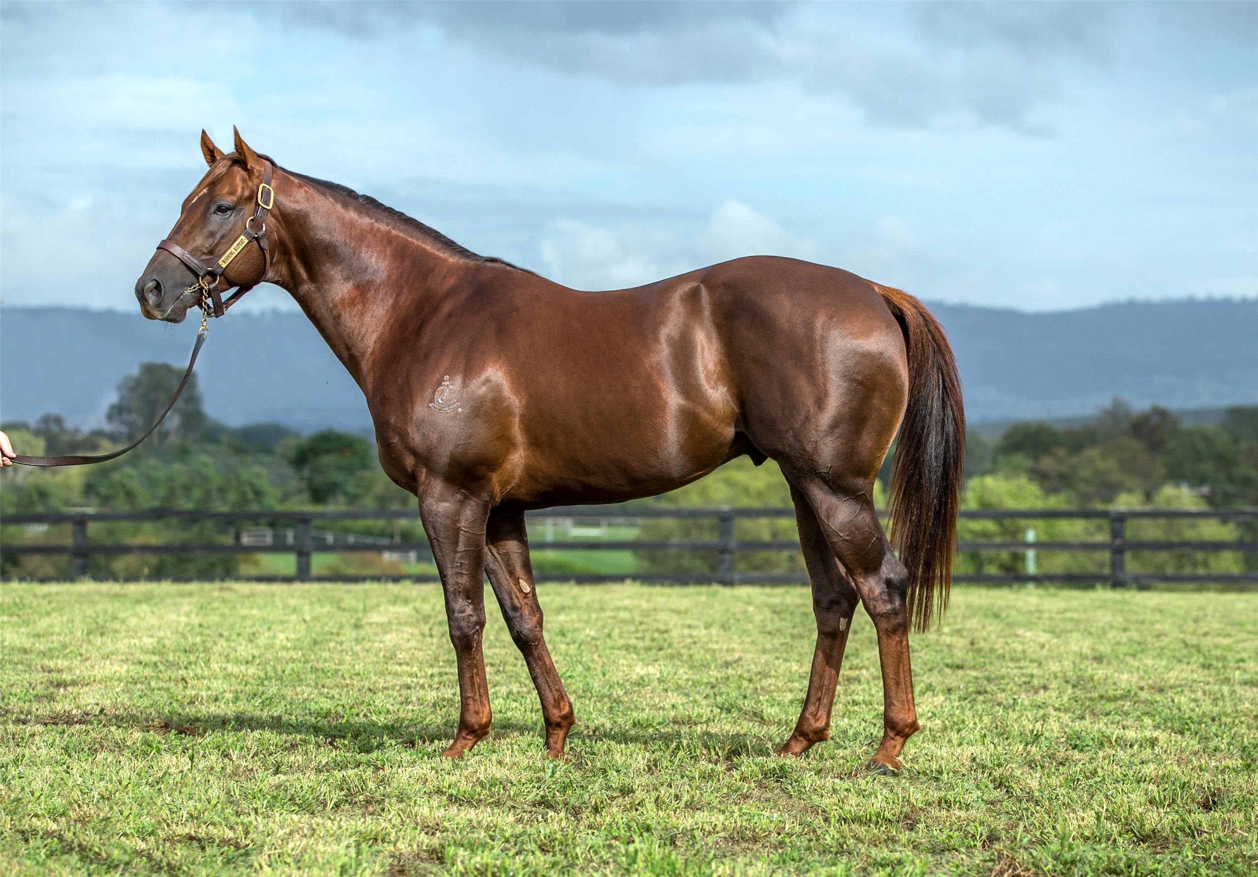 Stallions Newgate Stud FarmNewgate Stud Farm